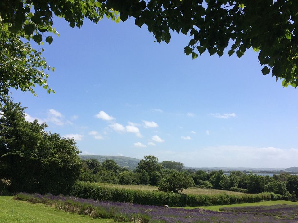 lavenderwatch's tweet photo. Axbridge Lavender Field opens Saturday 25th May from 11am to 4pm &amp; on every Saturday, Sunday &amp; Bank Holiday Monday until August. Free entry and parking. Find out more about our opening times and access at https://t.co/8Yon2Qccfz @lavenderandco @Giles_Adams @secretsomerset https://t.co/jX9xopyU0Q