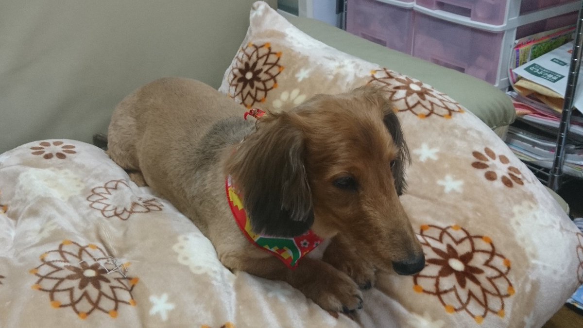 Miyuki 𝒦 𝒦 ダックス かのんちゃん 春になったのでカット しました いつもカットすると幼くなります リズちゃんと くっついてるのが かわいいなぁ ダックスフンド イタリアングレーハウンド サマーカット 愛犬 犬