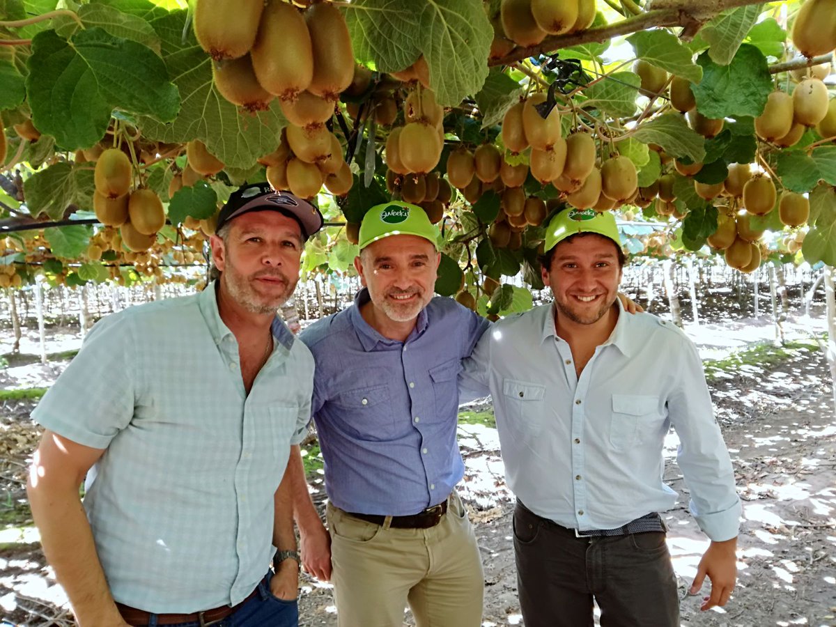 FreshPointMag's tweet photo. Debutta la campagna del #Kiwi del #Cile a marchio #Sweeki prodotto da #DaviddelCurto, socio cileno di #OrigineGroup
desitnazione #EstremoOriente
https://t.co/JFcfo5Clzu https://t.co/ikKbPZO7fI