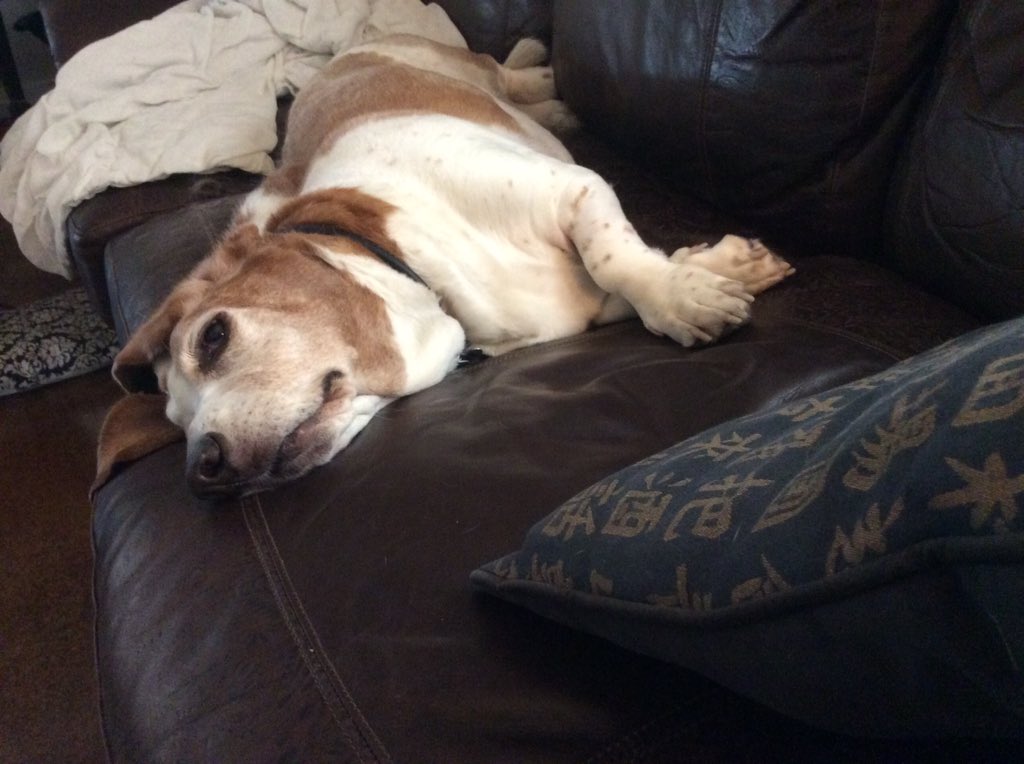 juleswoods's tweet photo. @HillaryMonahan @KBSpangler He thinks the wolf thing is overrated. #couchwolf #comfypredator #snoozewarrior https://t.co/O8AJAQKRgm