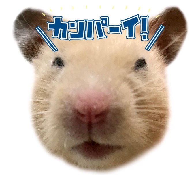 世界ハムスターの日のtwitterイラスト検索結果 古い順 世界ハムスターの日のtwitterイラスト検索結果 古い順