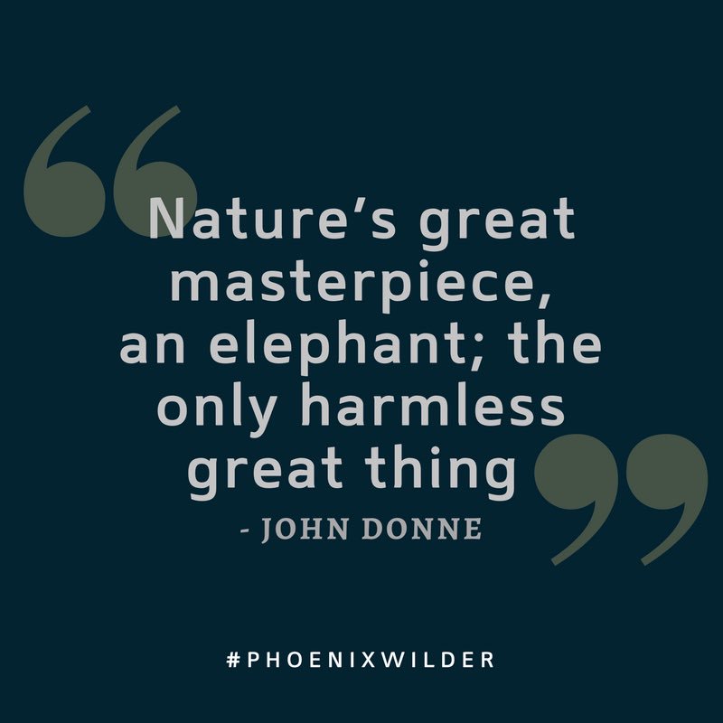 phoenix_wilder's tweet image. Poet #JohnDonne understood the beauty of #elephants - it's just one reason why we must work hard to protect them! What's your favourite thing about #elephants? Tweet at us!  #PhoenixWilder