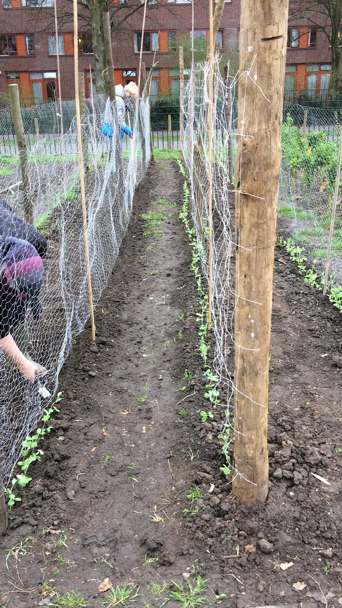 De afgelopen dagen zijn er weer heel veel peultjes, capucijners en doperwten geplant bij #foodforgood.  Dat wordt weer smikkelen over een paar maandjes....