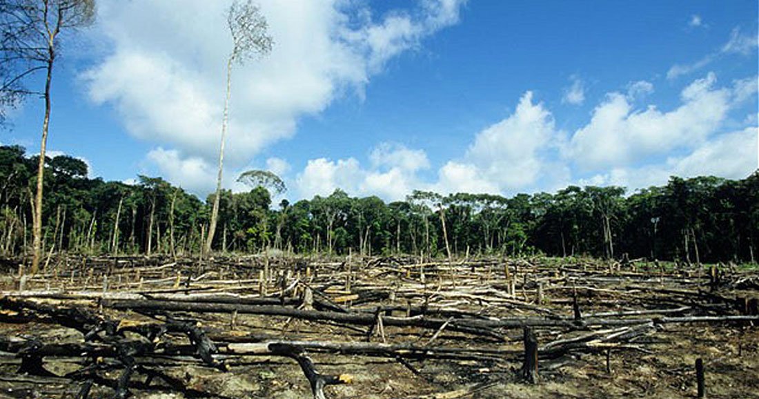 L’industrie alimentaire européenne est en train de tuer la deuxième plus grande forêt du monde Dalre99W0AE0Mn8