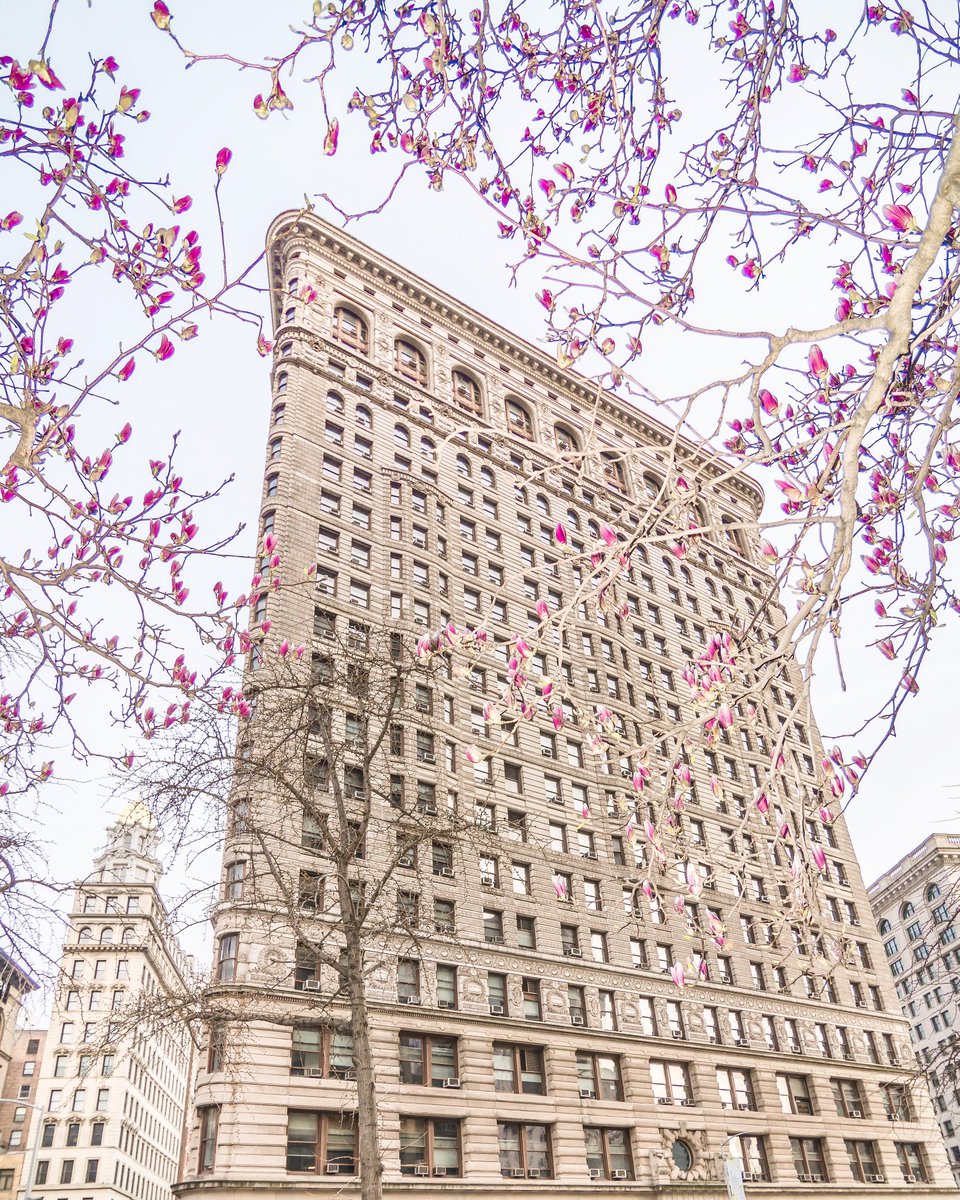 nyclovesnyc's tweet photo. Magnolia blossoms and the Flatiron Building https://t.co/u1dZmCFETR