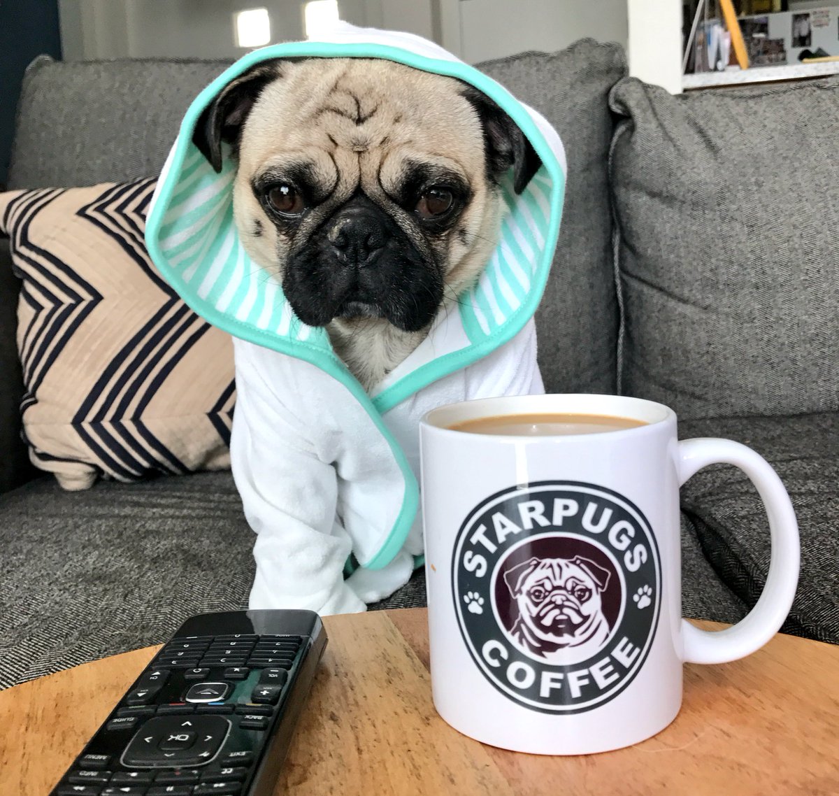 shaqthepug's tweet photo. Why does coffee always make me poop? https://t.co/khzfDLiMUH