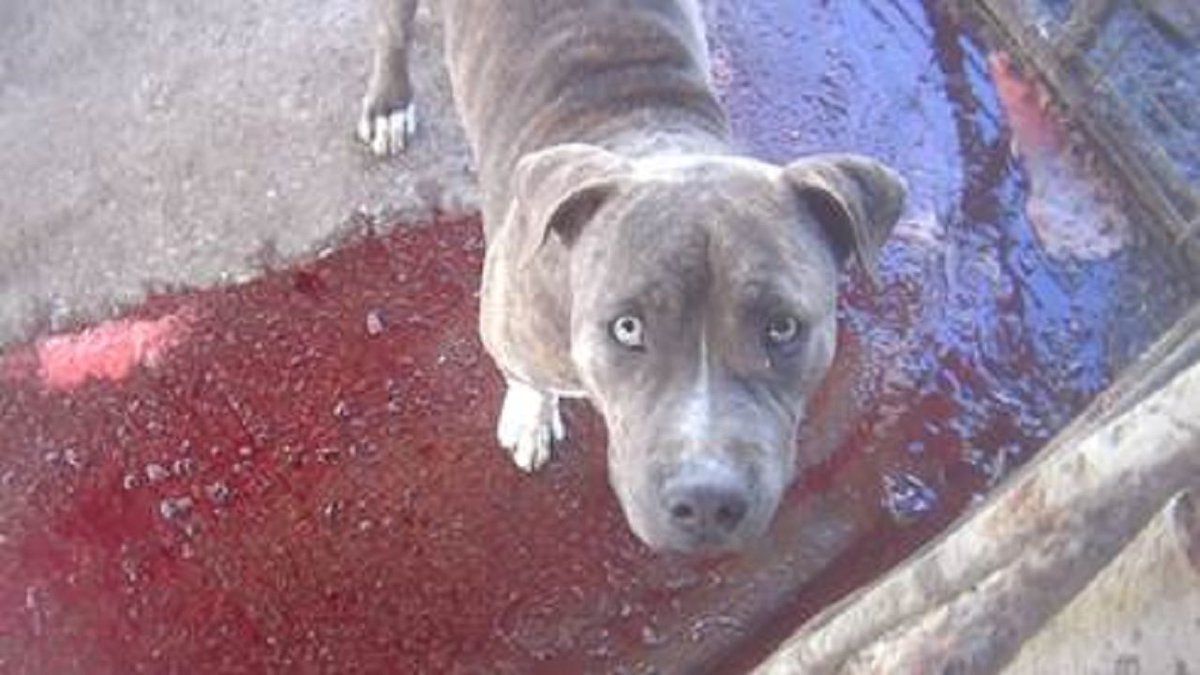 South Florida slaughterhouse owners open shop in Lee County to avoid law enforcement bit.ly/2GTuJNo?utm_so… https://t.co/z2tlQ4ZFXw