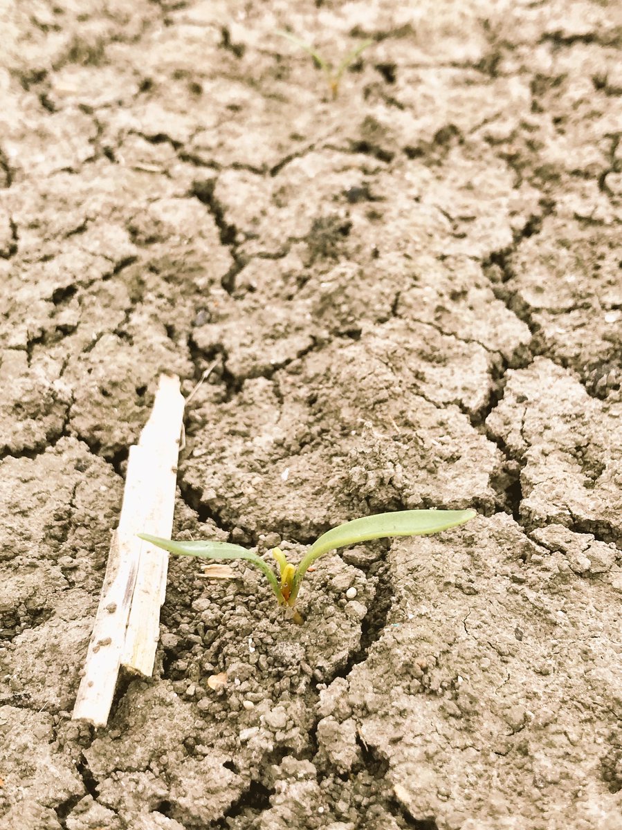wadermaut's tweet photo. #suikerbieten gezaaid op 2 maart in @StadDiksmuide tonen stilaan de eerste twee echte blaadjes. #al6wekenonderweg @LGSeedsBelgium @BetaseedNL https://t.co/RTy6H2u4NF
