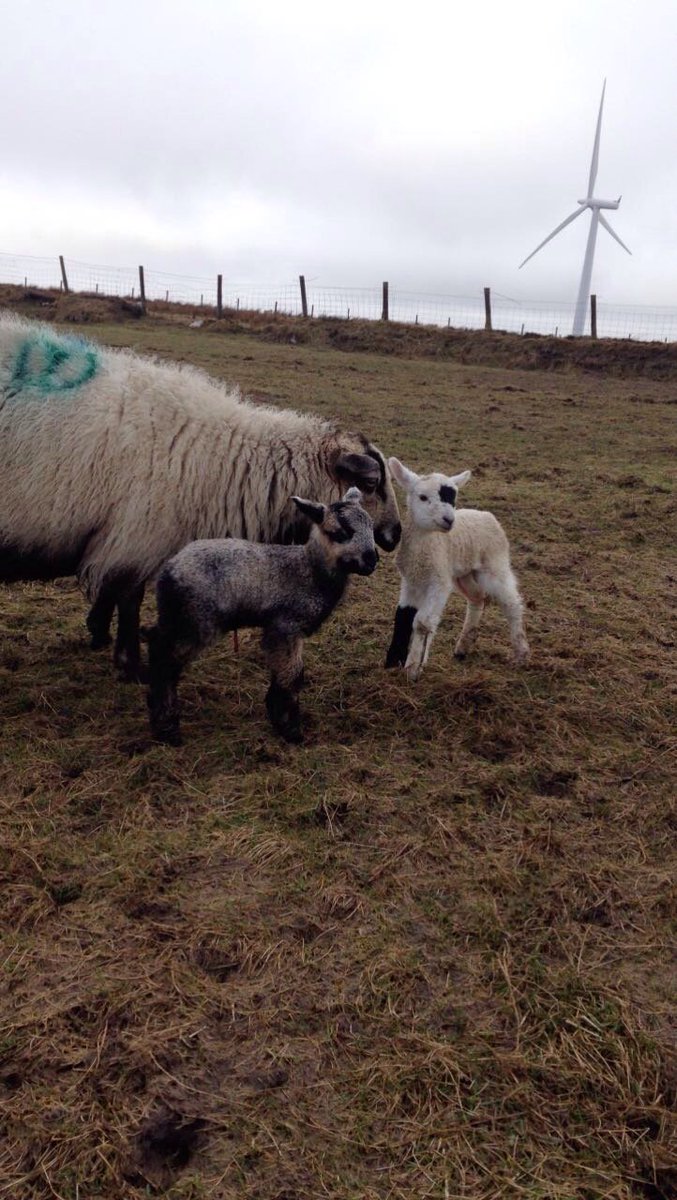 Torddus left with the Romney for 20mins tops in autumn..! Wondering whether Torneys could take off?! #sheep365 #disaster #stillpretty #lambing2018