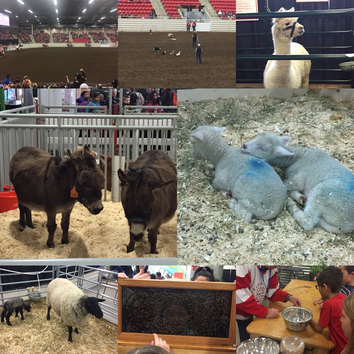 reillycolleen's tweet photo. Grade 3’s having a great time at Aggie Days https://t.co/DrStOwVFoQ