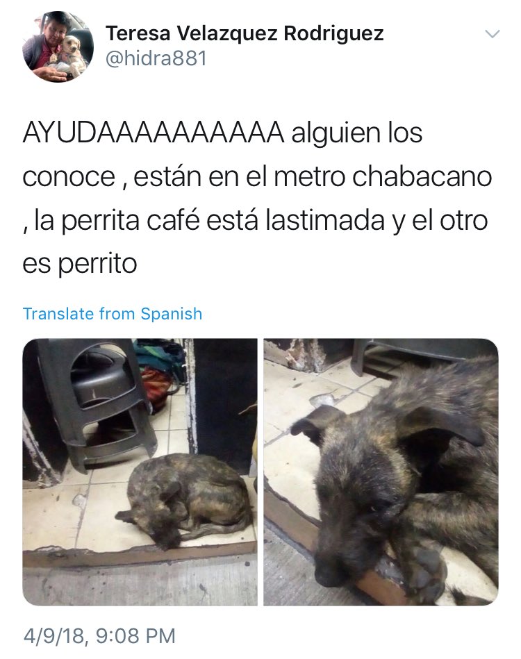 Mascotas Sismo tweet media