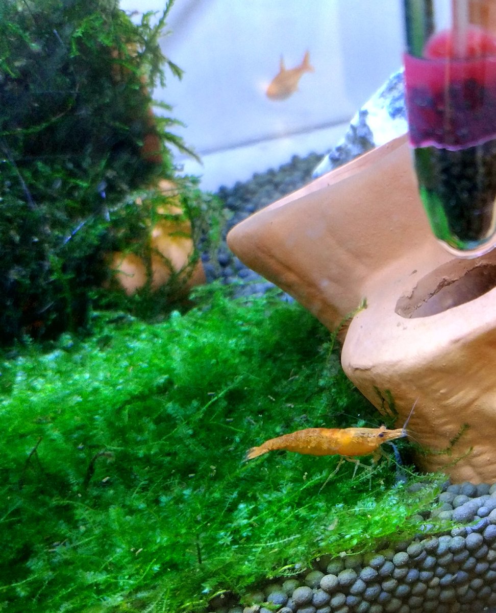 第一张图给我的虾宝贝吧（还有背景里的喷火灯2333）