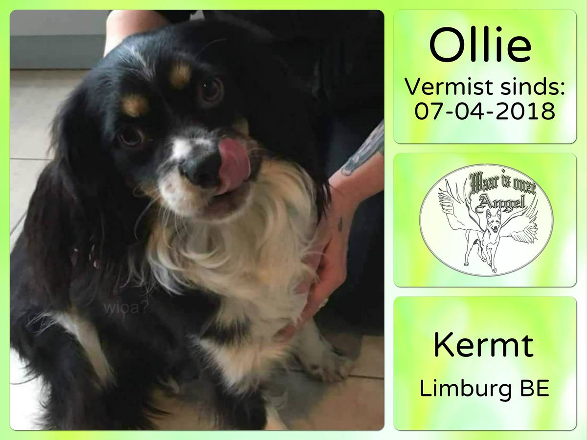 waarisonzeangel's tweet photo. Ollie #Vermist sinds 07-04-2018 te #Kermt #BelgischLimburg #België
https://t.co/inIT5DETna https://t.co/R5j1CE6Z5W