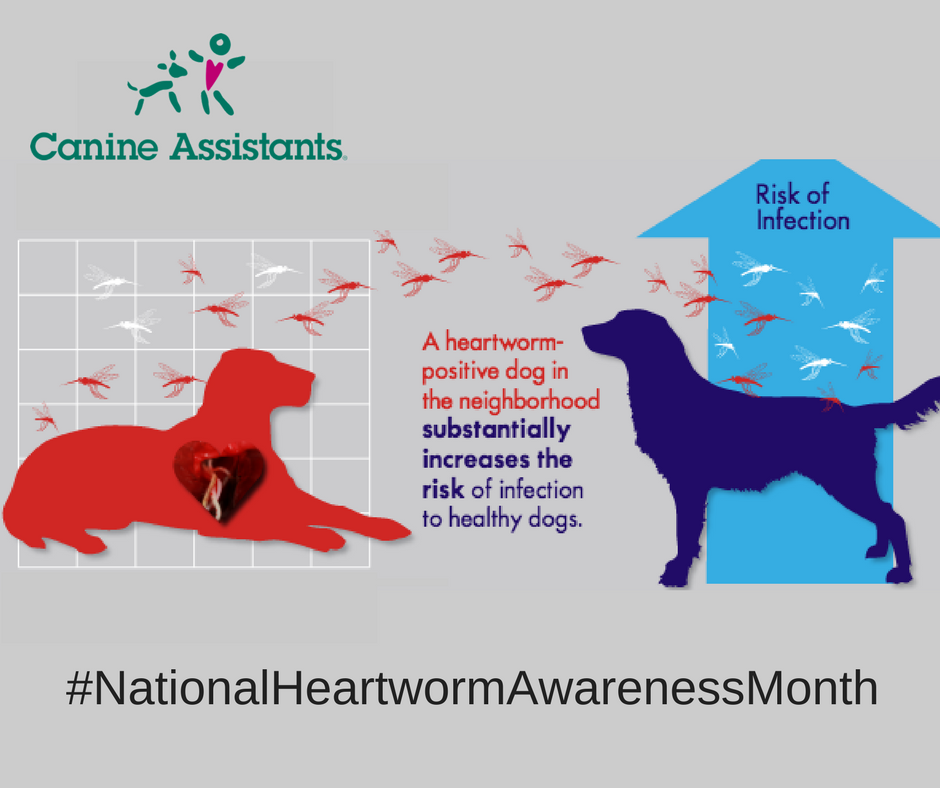 During #NationalHeartwormAwarenessMonth, Share our posts to help increase understanding and awareness in your community. #CanineAssistants #HealthyPet