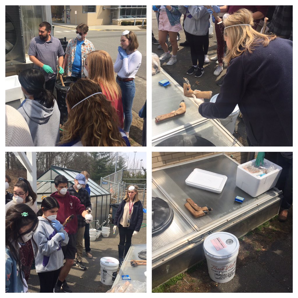 <a href="/nhs_greenery/">Shawn Mullen</a> teacher Mr. Mullen &amp; #forensics teacher Dr. Berechid guide Ss in forensic #pathology, like at @TheBodyFarm_UTK. Deer legs placed outside in various envir. conditions (protected from animals), to study their decomposition over the coming weeks. #NewtownHS #science