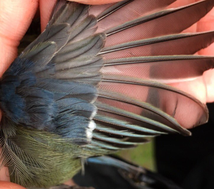 ElizabethMWiley's tweet photo. Great example of a wing from age ‘5’ Blue tit (Cyanistes caeruleus) today. No complete moult and clear differences between primary and secondary coverts. Unlike people, for birds, age 5 means the bird hatched during previous calendar year #bluetit #teamtit #fieldwork #ornithology https://t.co/t2aL9f5k5V