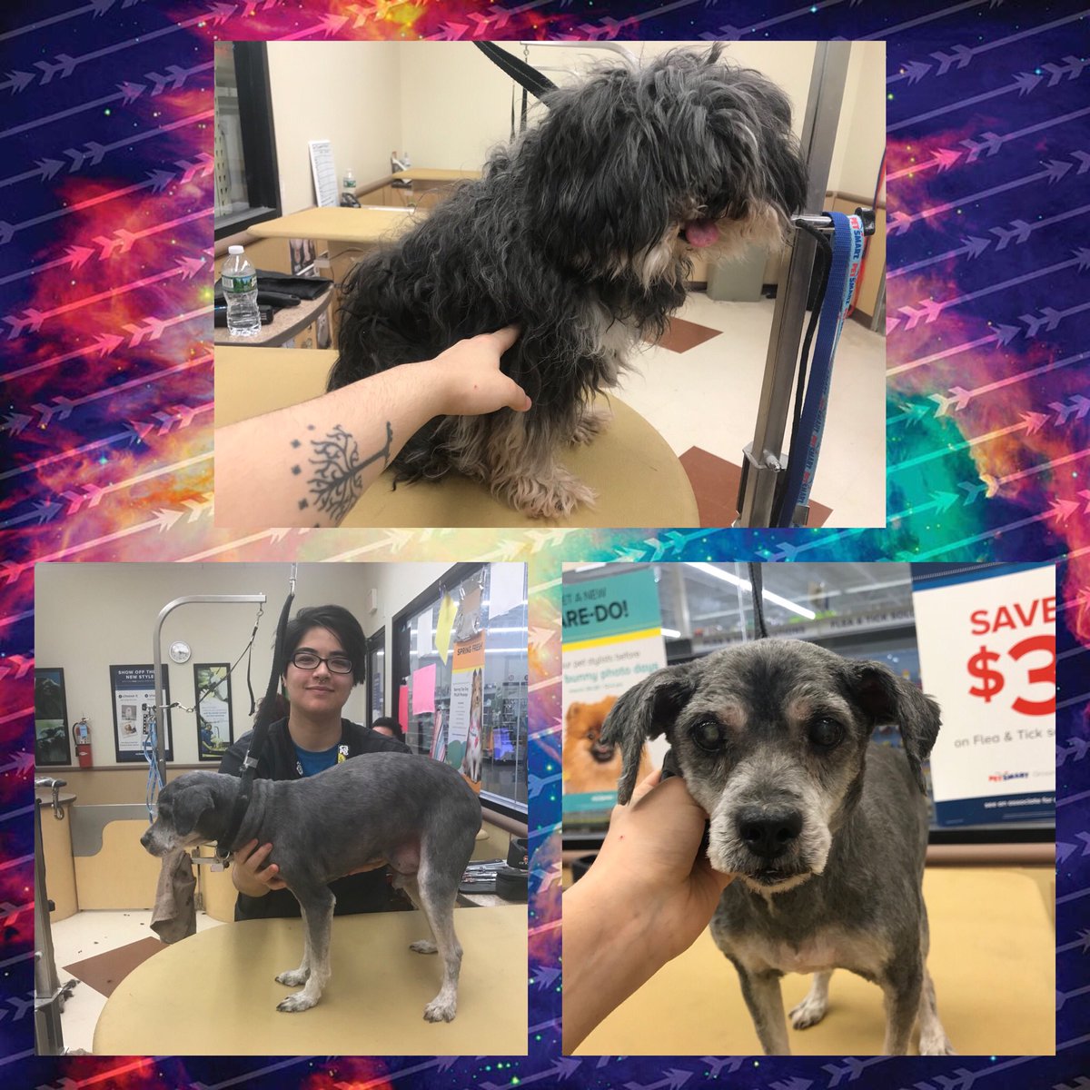 Petsmart1669 tweet media