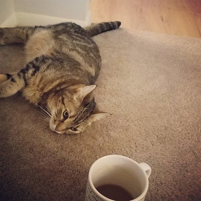 vballesty's tweet photo. She's so upset that I wouldn't let her have my coffee, she hasn't moved in almost 5 minutes https://t.co/WmvB1j0BIq https://t.co/T9ZigZqkC5