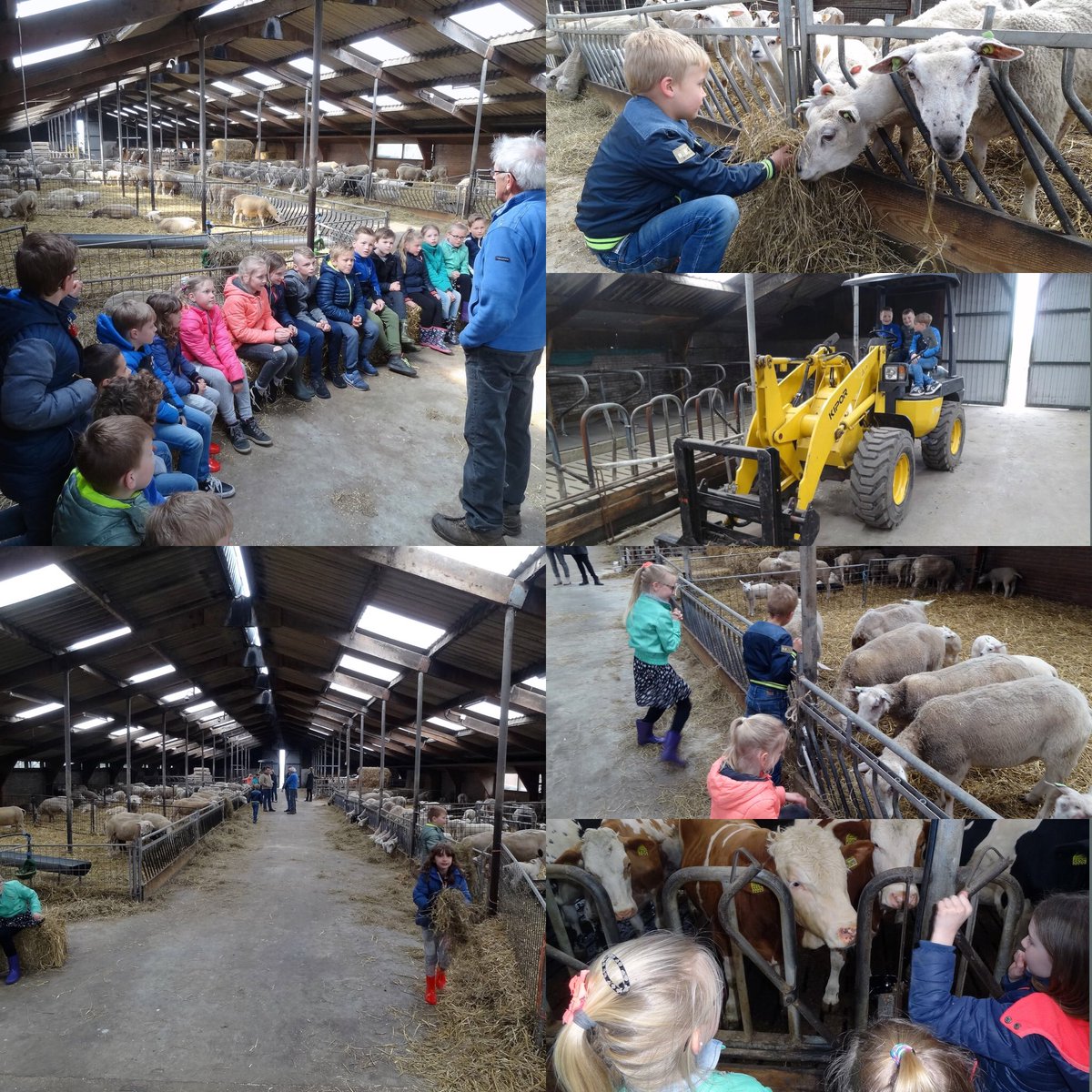 Bezoek boerderij
In Suwâld/Suawoude staat de boerderij van Sanne's (leerling groep 5) pake en beppe. Sanne regelde voor groep 4/5 een #excursie. Het werd een leerzame middag tussen koeien en schapen #topondernemers