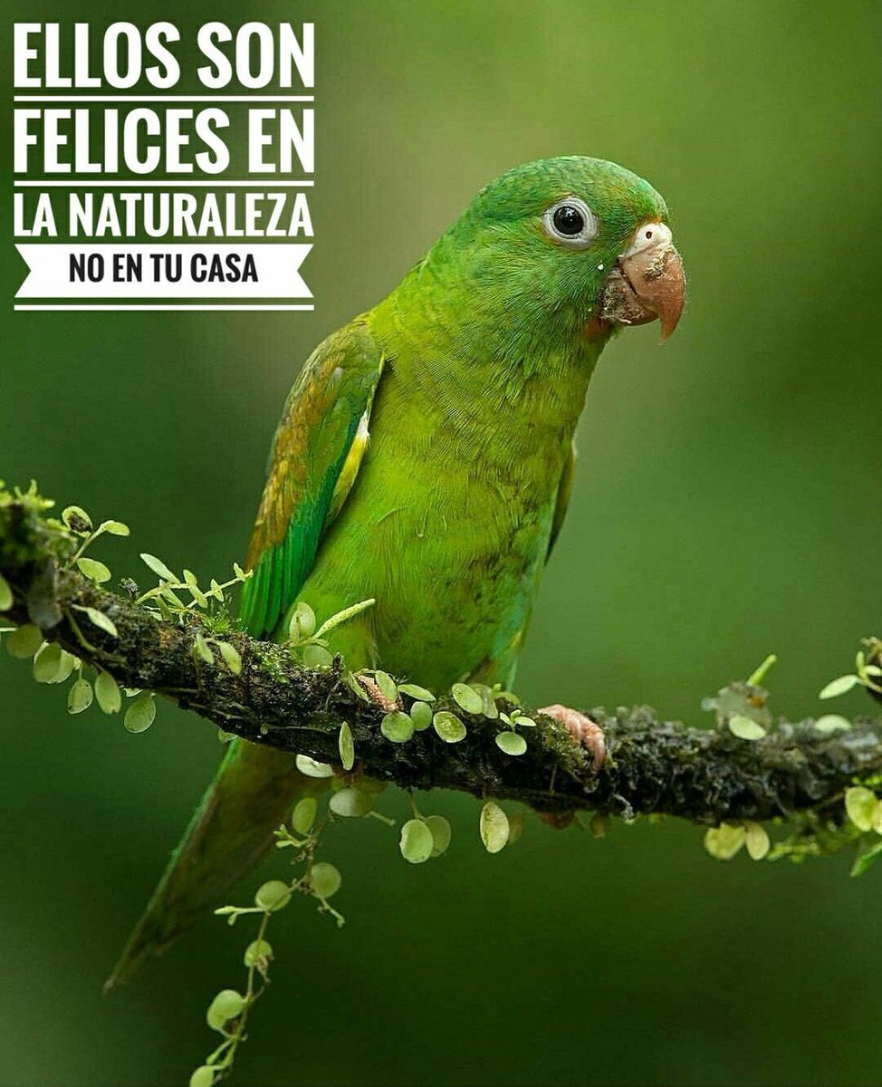 AnnaMudoyAnderb's tweet photo. @PartidoPACMA #PACMA #ANIMALSFREEDOM #LaJunglaDelAsfalto #QuedaMuchoCavernicola 😉 https://t.co/lYwIvASR38
