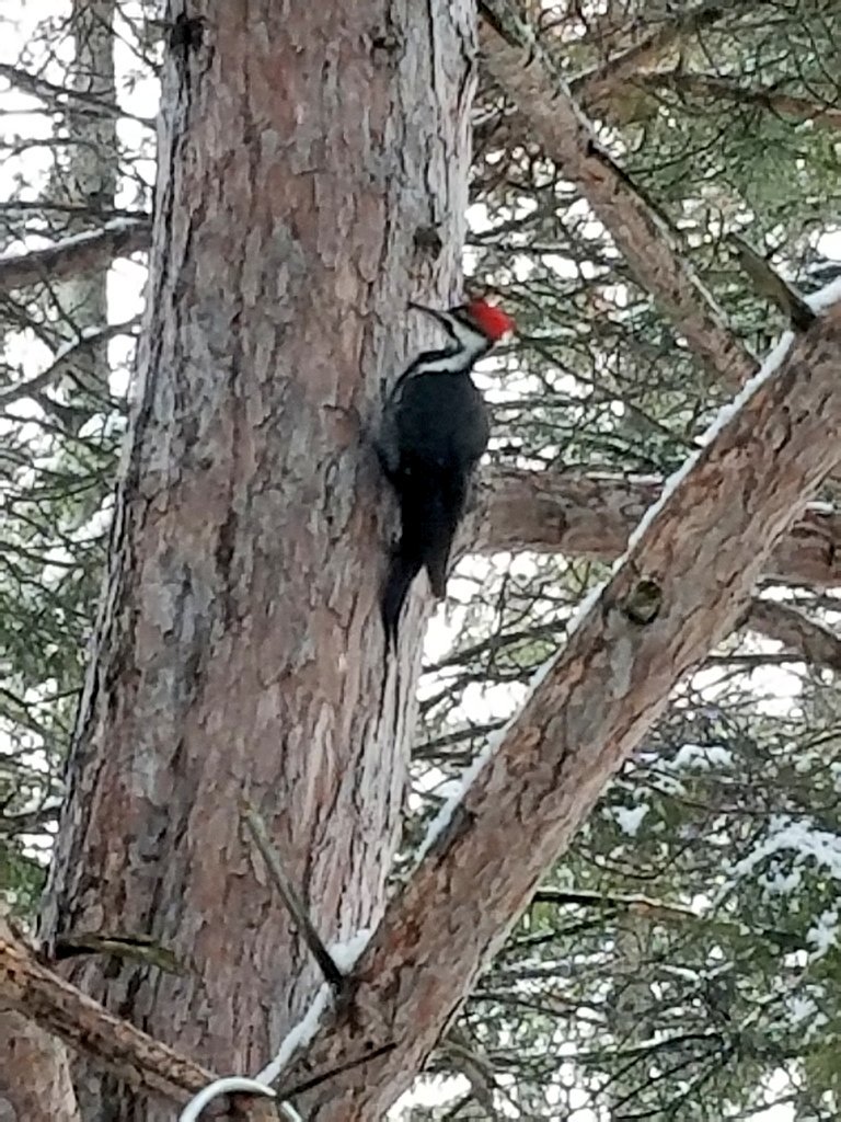 UPTreefarmer's tweet photo. When it sounds like you have monkeys in the trees at #DecompressU, you know who is visiting! #pileatedwoodpecker #Airbnb #Chassell #RoomNearMichiganTech #RusticCabinwithSauna https://t.co/NkhmUoRO4T https://t.co/27X5zySSI3 https://t.co/1ae77OMhun