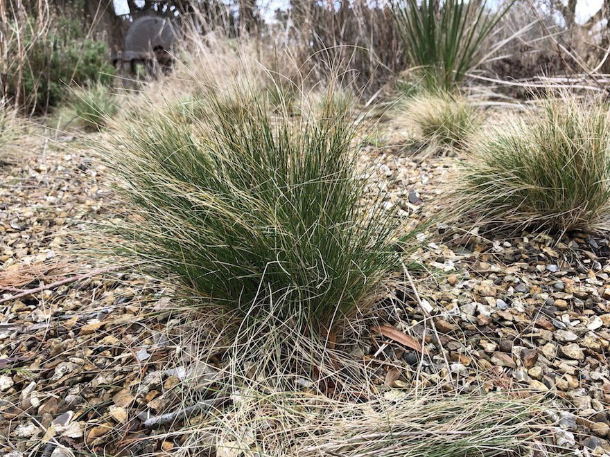 Are you nuts about super grass? There's an ornamental grass for everyone says <a href="/AnneSwithinbank/">Anne Swithinbank</a>, a perfect addition to any garden style #GQT <a href="/KnollGardens/">Knoll Gardens</a>