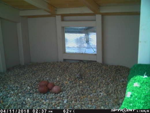 Lima #PeregrineFalcon Update: Egg #4. And then there were four! Majesty now has four eggs and is beginning the incubation process. wildohio.gov/falconcam #wildohio #falconcam