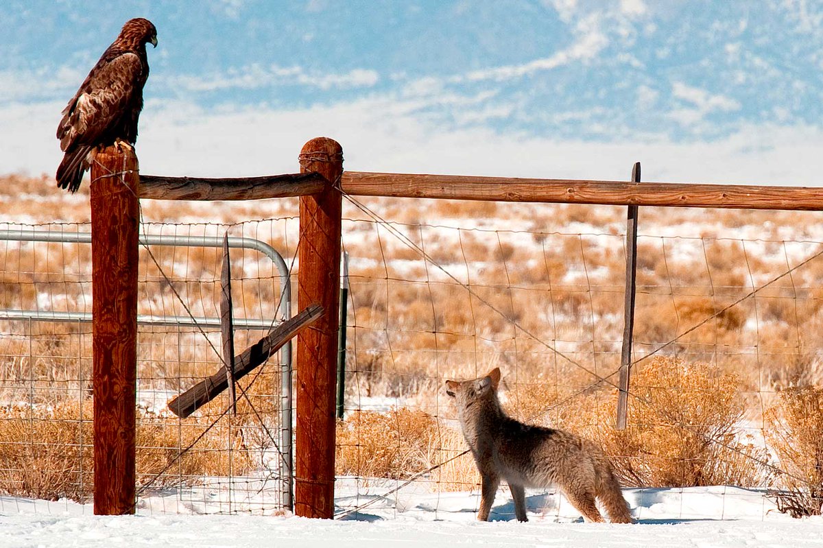 We re-enacted the story about Coyote and Eagle in the welcome room.