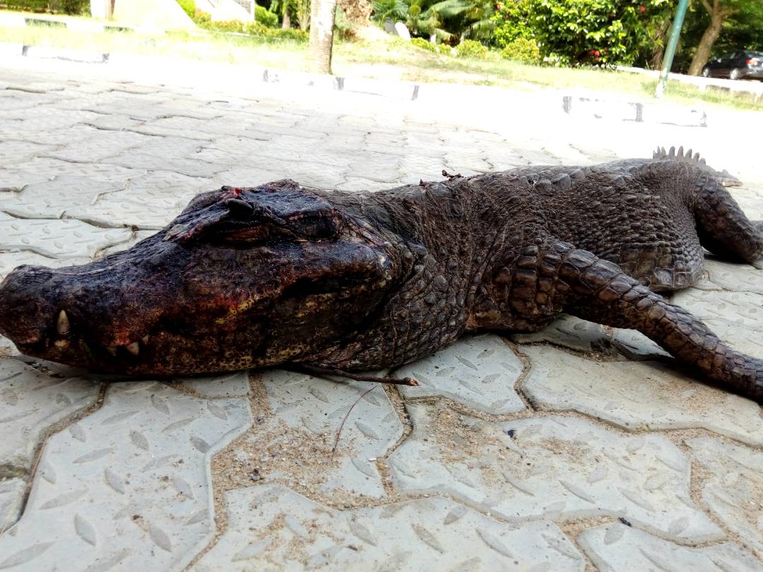ncfnigeria's tweet photo. Poaching is humanity's evil against conservation. A dwarf croc was killed by yet-to-be indentified people early this morning at #LekkiConservationCentre
#ParksProtection #StopPoaching #Conservation #Crocodile https://t.co/mHpIqtOku5