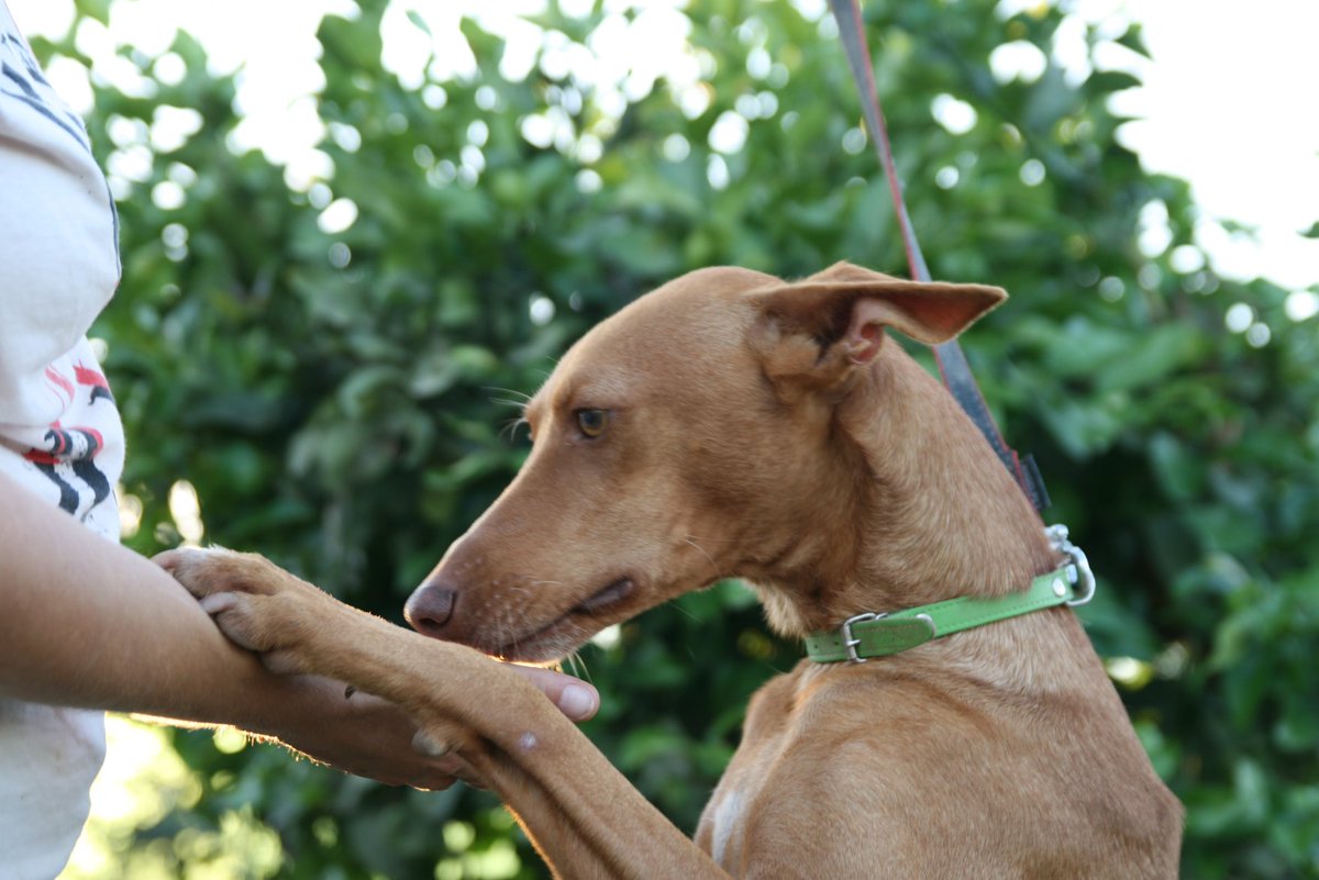 asoCuentaConmig's tweet photo. René, precioso podenco macho en adopción, lleva 2 años en residencia totalmente invisible.. ¿ alguien le da una oportunidad de ser feliz ? contacto: aso.cuentaconmigo@gmail.com #adopta #adoptaunpodenco #podencoenadopcion #podencopower #sospodenco #podencodecasa #adoptauninvisible https://t.co/q0JGZ9nnhm