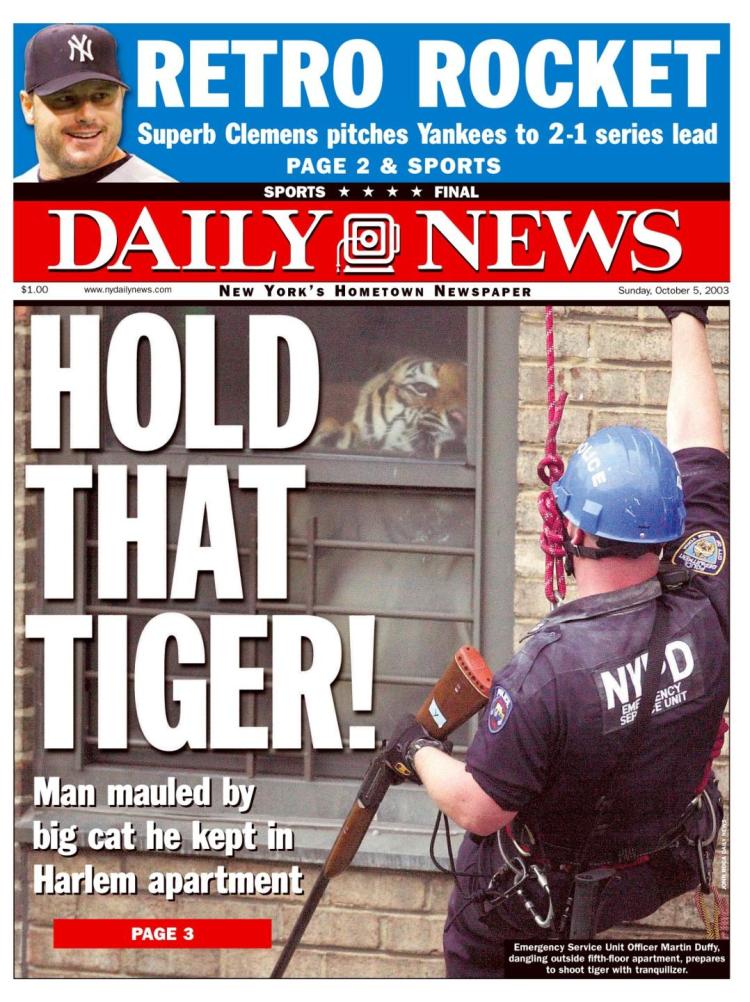 Tiger In Nyc Apartment - Apartment Decorating Ideas