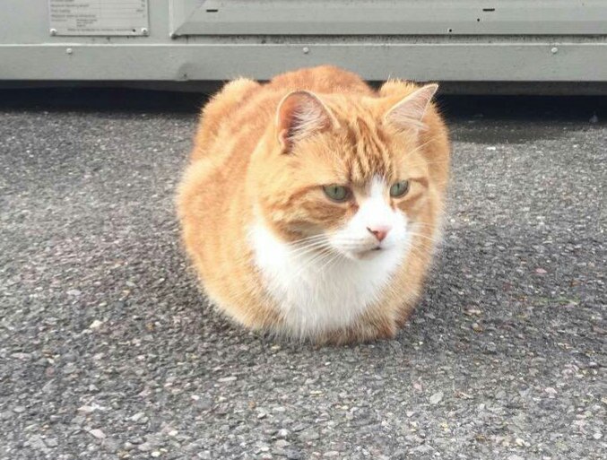 CliveJGoodwin's tweet photo. @bromleyfc Has Gareth got his ticket yet for 20th May? Do @wembleystadium allow Club Cats?  #nonleaguefinalsday #fatrophy #clubcat #WeAreBromley https://t.co/d2eKKtLRXj