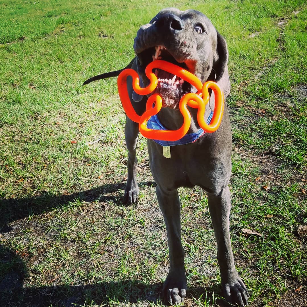 FergusGreatDane's tweet photo. I get crazy when playing with my #Supertug toy 😁 
.
#greatdane #bluegreatdane #FergusTheBlueGreatDane #greatdanes #dogs #giantbreed https://t.co/PF4gtfprEo