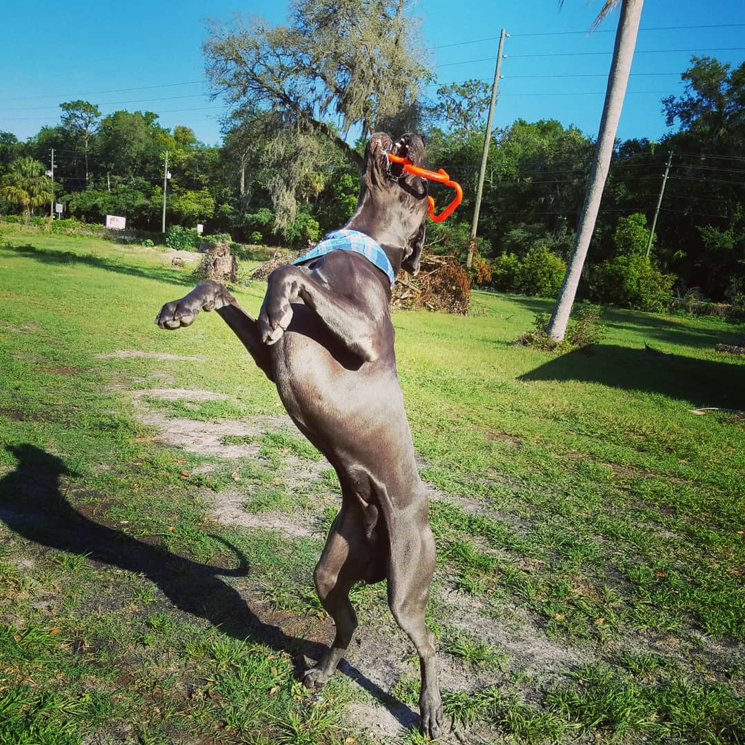 FergusGreatDane's tweet photo. I get crazy when playing with my #Supertug toy 😁 
.
#greatdane #bluegreatdane #FergusTheBlueGreatDane #greatdanes #dogs #giantbreed https://t.co/PF4gtfprEo