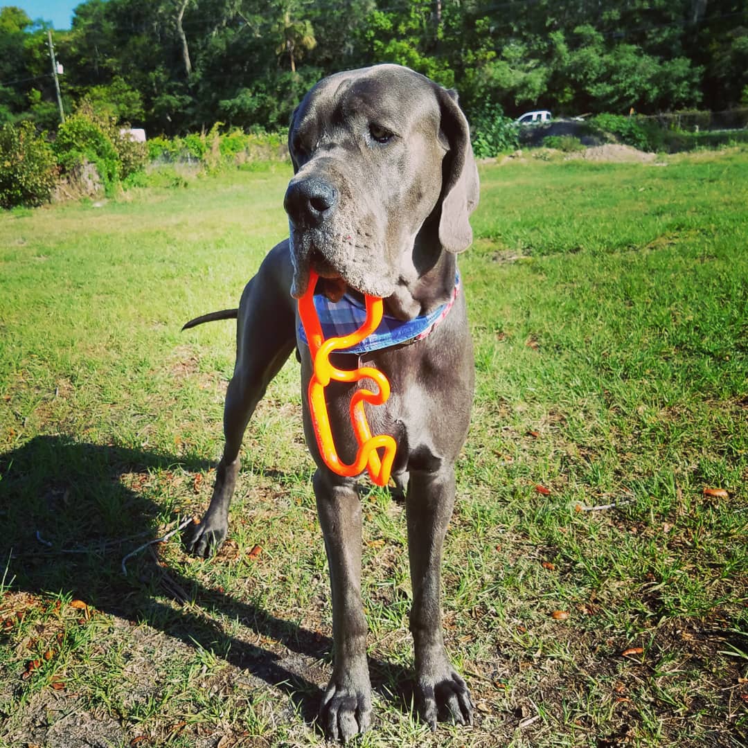 FergusGreatDane's tweet photo. I get crazy when playing with my #Supertug toy 😁 
.
#greatdane #bluegreatdane #FergusTheBlueGreatDane #greatdanes #dogs #giantbreed https://t.co/PF4gtfprEo