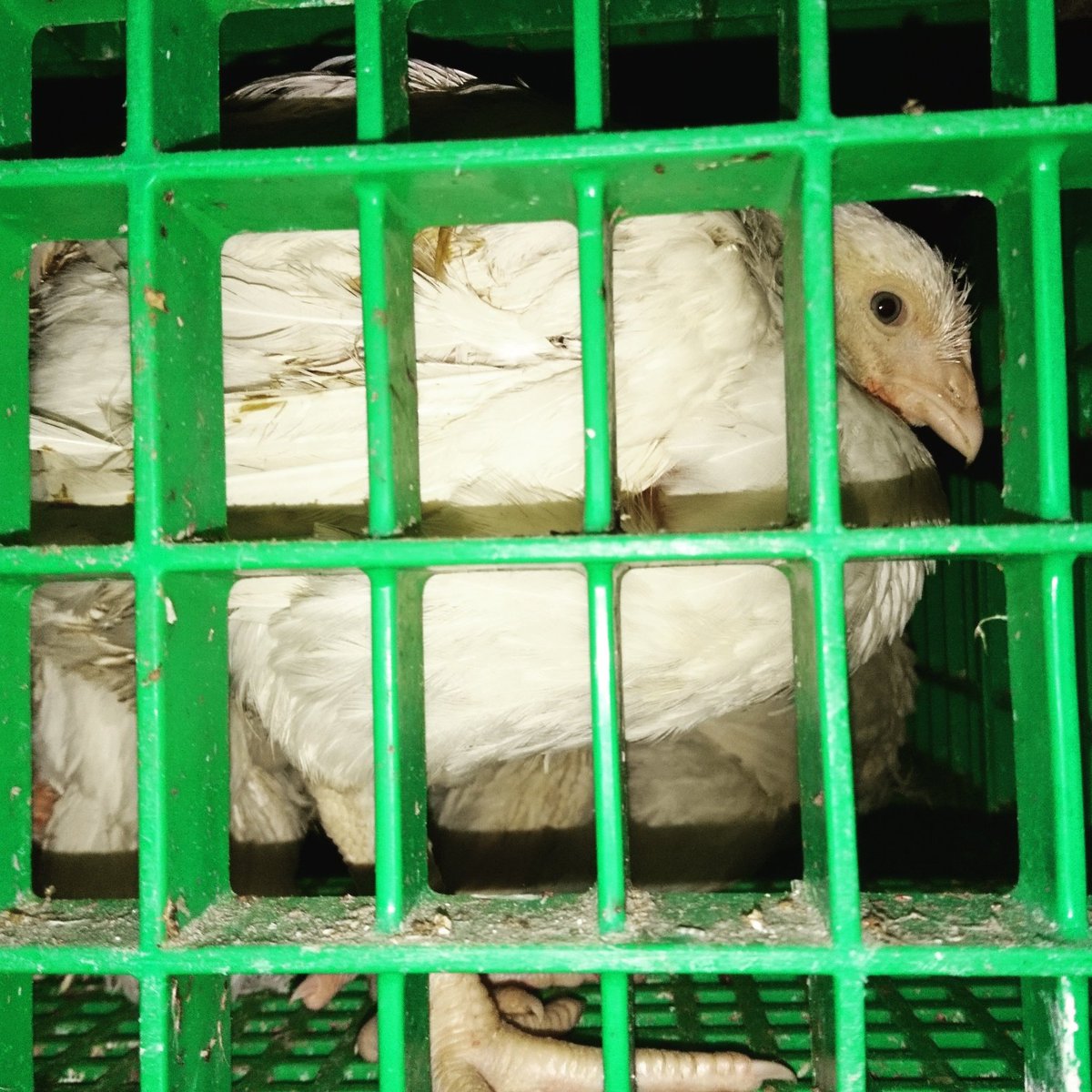 Could you slaughter her?

whyveganism.com ❤️