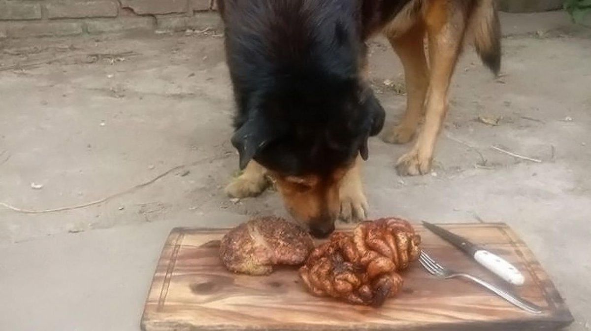 Le preparó un asado a su perro para festejarle los 15 años
bit.ly/2vgweAb