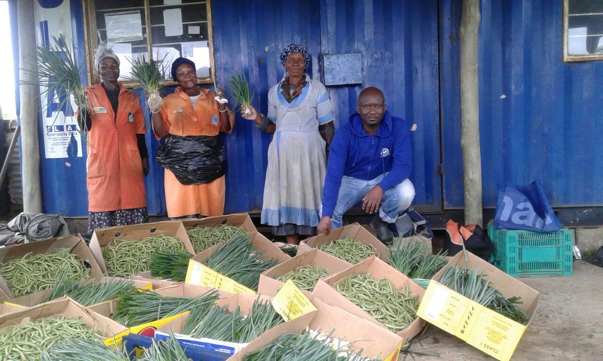 ftfa's tweet photo. Excellent quality spring onions and green beans, from Qalakabusha farm in Magabeni, KwaZulu-Natal, are in great demand at the bulk market. The first batch of produce was supplied on Friday & a request for a second delivery was requested for Saturday. #WhatDevelopmentLooksLike https://t.co/vqiRVAfaSZ