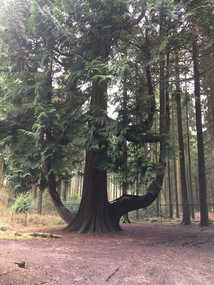 Enjoying some tree life today. Anyone know what species this is? A redwood? #Horticulture #naturelover #trees