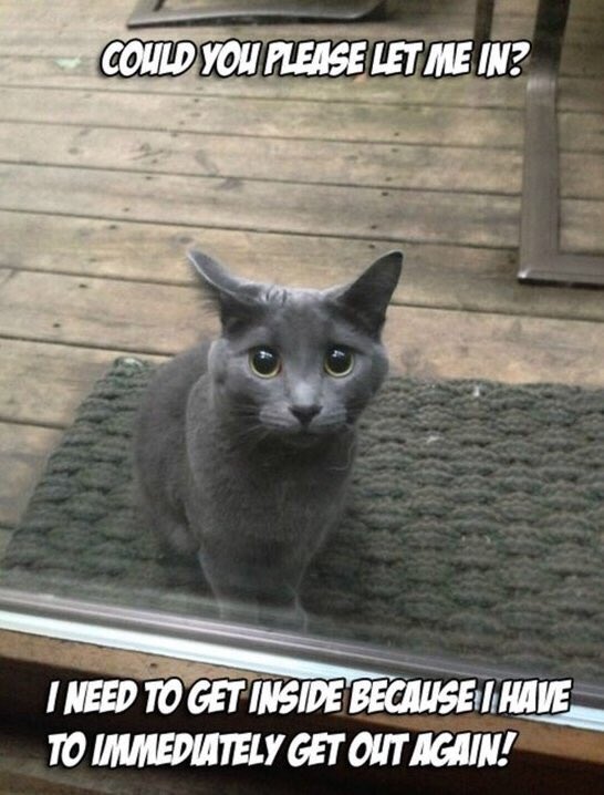 funnypet5's tweet image. #pleaseletmein #ineed #getinside #because #immediately #getout #again tag your cat!!!