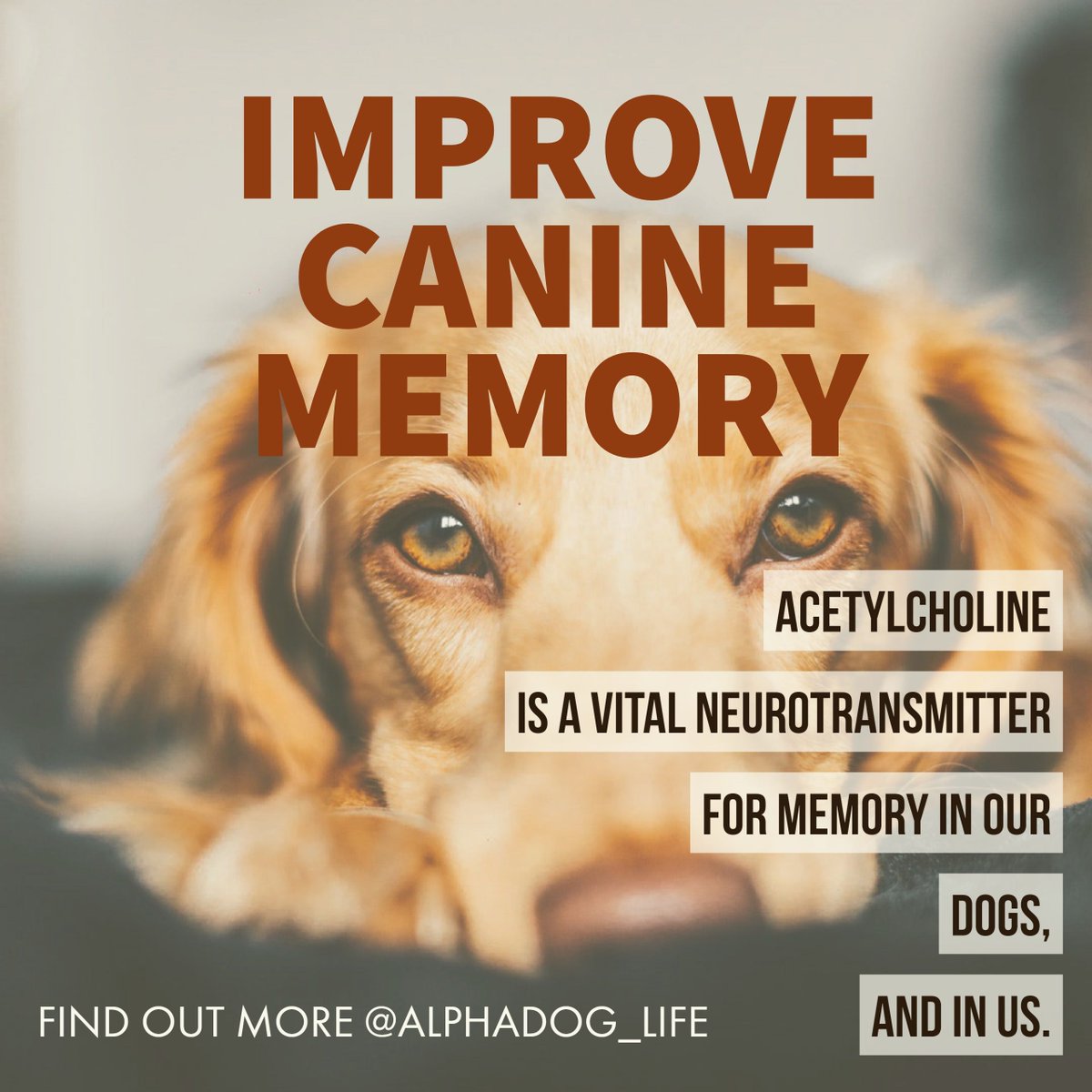AlphaDog_Life's tweet photo. IMPROVE CANINE MEMORY
AlphaDog ON! provides the neurotransmitter ACETYLCHOLINE, the vital neurotransmitter for memory in our dogs, and in us. 

AlphaDog Life https://t.co/cfJ4kL6Xcg 
Advanced Dog Nutrition
The world's first nootropic dog nutritional supplements. 

#alphadog https://t.co/gf1Yr8kczh