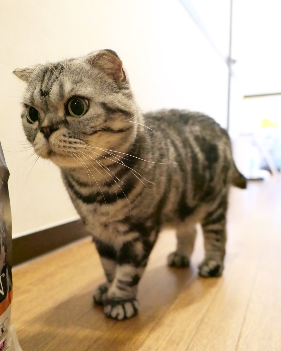 Taco@渋ネコししまるさん ar Twitter: u201c真夜中のししまる祭り。 #cat