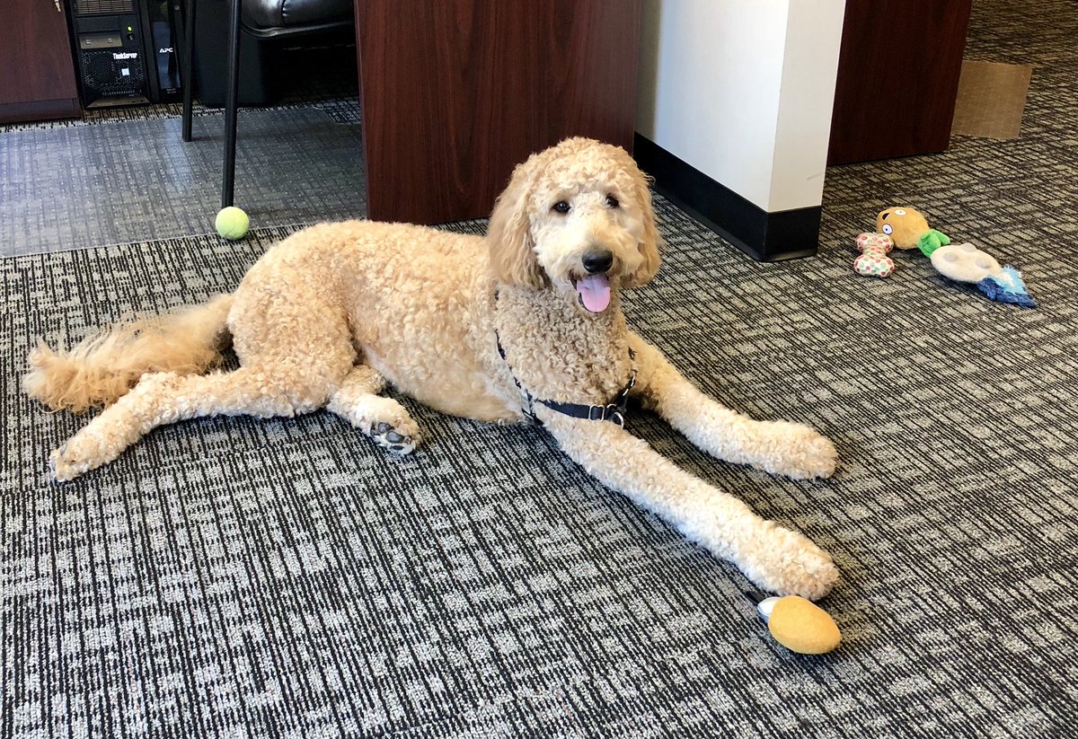 RSAConsulting's tweet photo. #NationalPetDay may have been yesterday, but #TeamRSA celebrates our amazing lovable pets everyday! It’s been a long day of lobbying for treats &amp; kisses at the office for Belle the Goldendoodle! 🐶😴 #DogsOfRSA https://t.co/abyZ7PxyLc