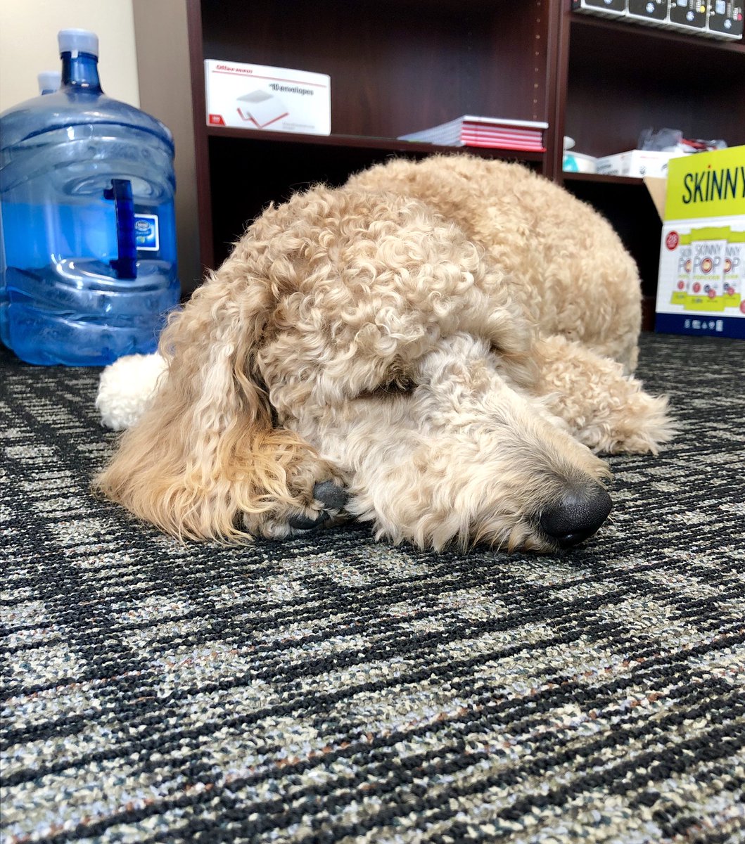 RSAConsulting's tweet photo. #NationalPetDay may have been yesterday, but #TeamRSA celebrates our amazing lovable pets everyday! It’s been a long day of lobbying for treats &amp; kisses at the office for Belle the Goldendoodle! 🐶😴 #DogsOfRSA https://t.co/abyZ7PxyLc