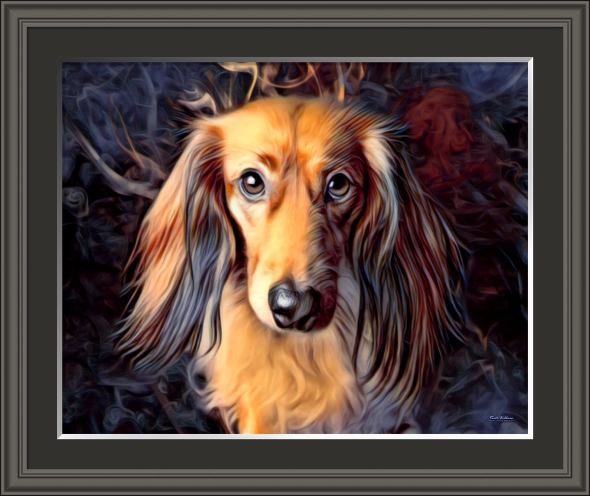 Scott Wallace On Twitter This Long Hair Miniature Dachshund