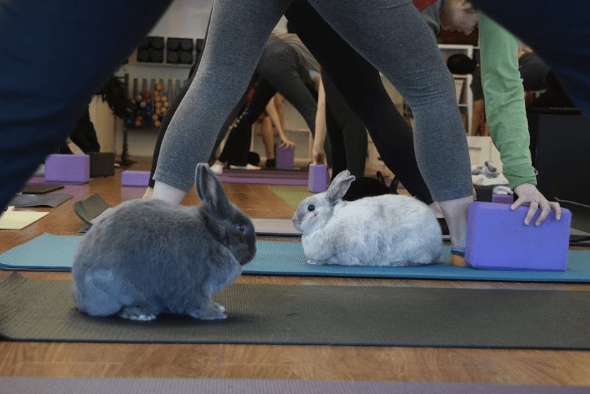 SunberryFitness's tweet photo. Rabbit Virus Outbreak in BC &amp; Bunny Yoga Update https://t.co/1Y2gsCE3jz https://t.co/DsRDlh8Tl3
