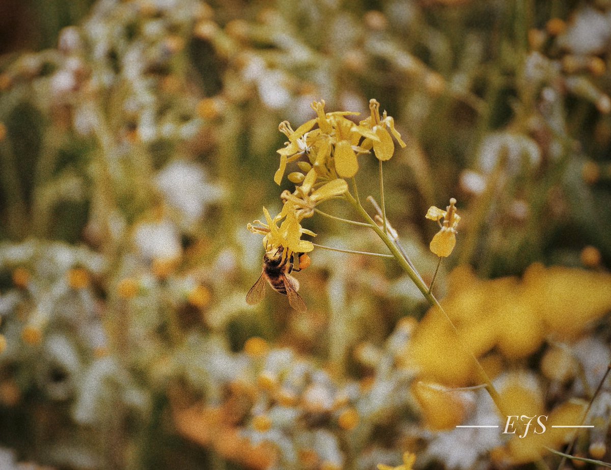 Eva7798's tweet photo. Yellow spring. https://t.co/I3B4vmZDKV