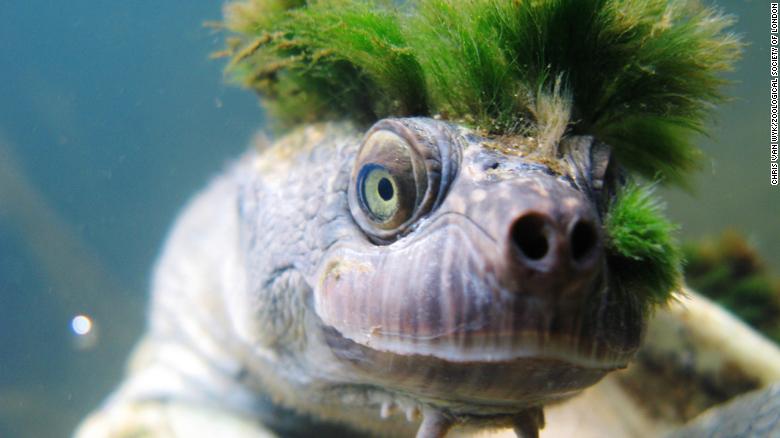 CNN's tweet photo. An Australian river turtle with a distinctive green punk-rock hairstyle, two spikes under its chin and the ability to breathe through its genitals is on a new list of endangered reptiles https://t.co/QQGDsm2pID https://t.co/ad4nd1GF5o