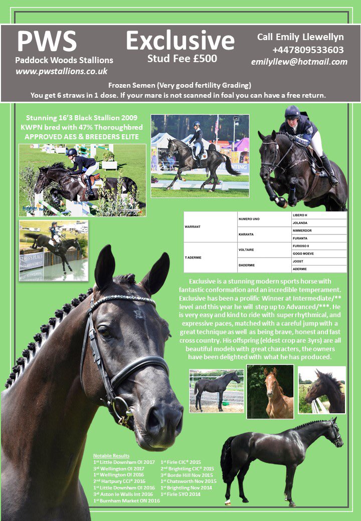 Everyone has been asking me the terms:
Frozen semen, very good fertility rating. You get 6 straws in 1 dose. If your mare does not scan in foal you can have a free return.