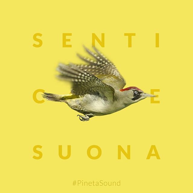 Nicola_Pineta tweet media